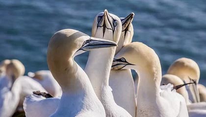 九游娱乐网站-青年才俊闪耀转会市场，多家俱乐部争逐未来之星，青年才俊,未来可期