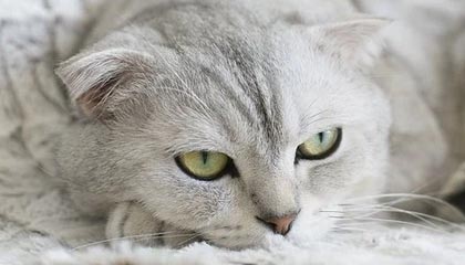 九游娱乐网站-青年才俊闪耀转会市场，多家俱乐部争逐未来之星，青年才俊,未来可期